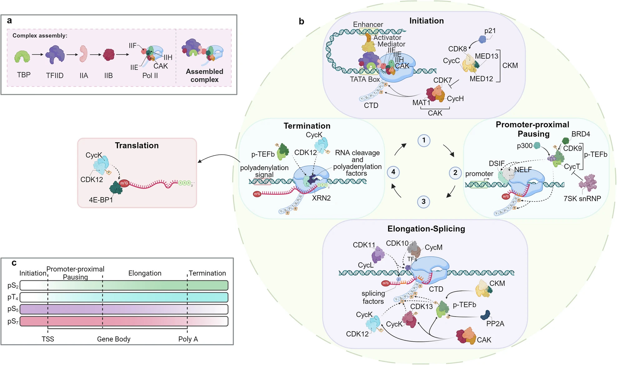 The mechanism of action of cyclins within cells. (OA Literature)